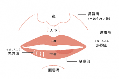 唇が乾燥する原因とケア チャントアチャーム 公式 国産オーガニックスキンケア