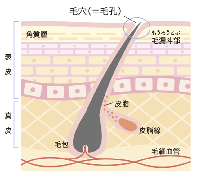 毛穴の断面(イメージ) 毛穴の断面(イメージ)
