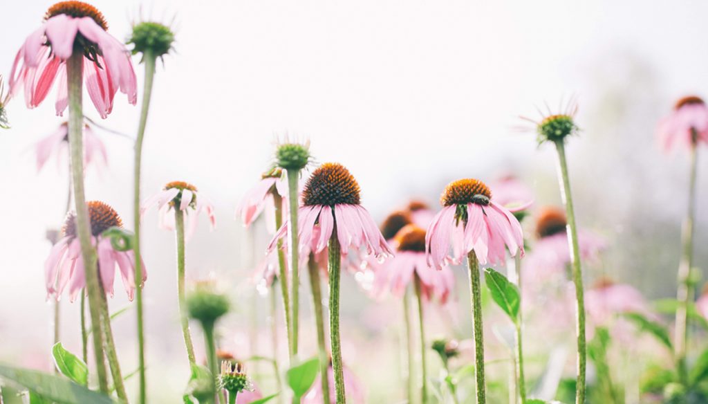 画像イメージ:花が咲いたハーブ 画像イメージ:花が咲いたハーブ